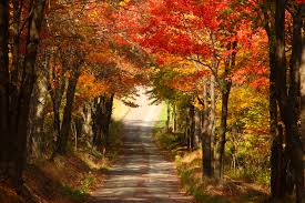 fall-road